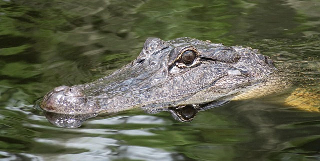 psychiatrist florida