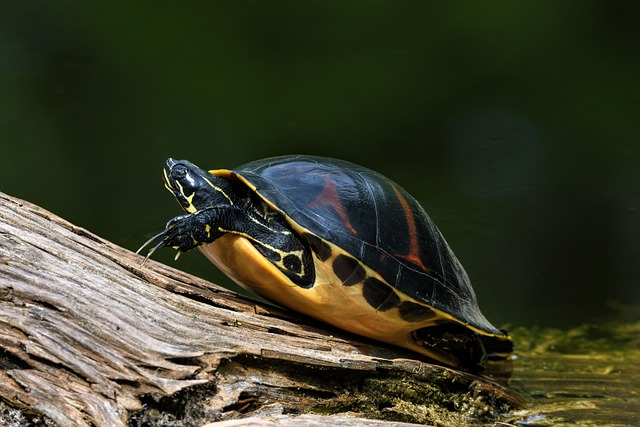 IOP south florida