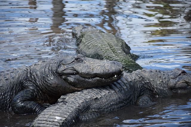 group therapy florida