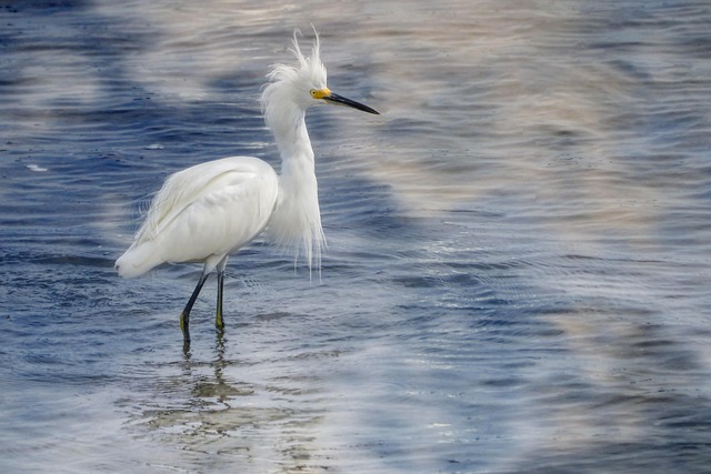 IOP south florida