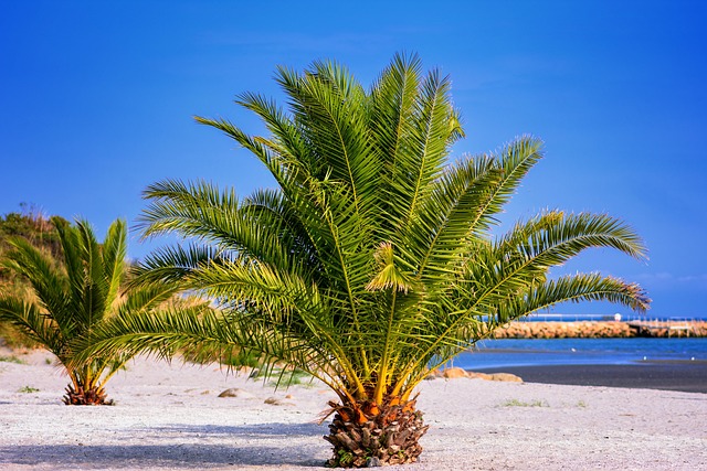 palm beach county rehab