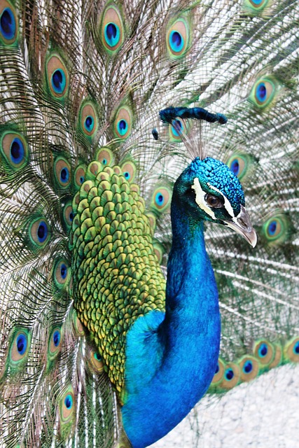 telehealth therapy florida