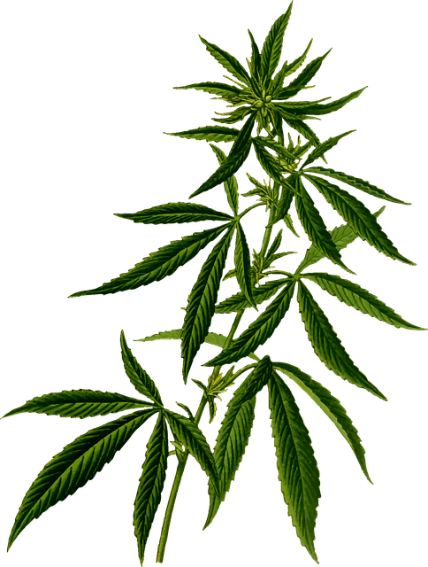Drug Rehab Indiana