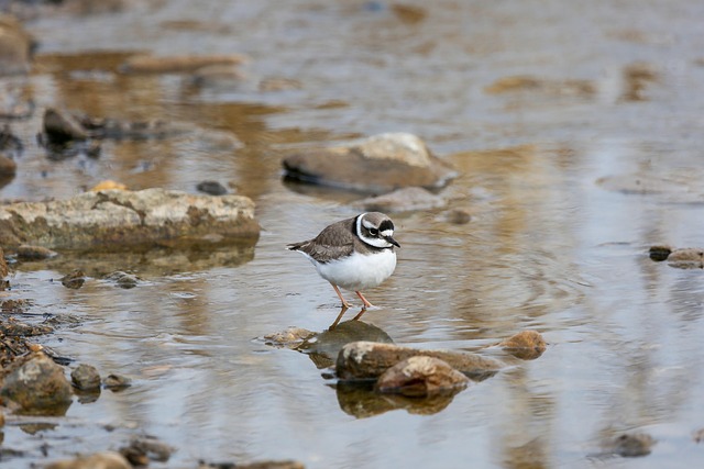 Fort Lee’s Recovery: Network, Centers, and Comprehensive Healing Plan